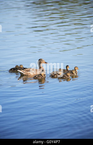 Concetto di maternità. Anatra selvatica con la sua duckings sulla superficie dell'acqua Foto Stock