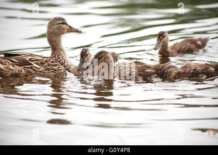 Concetto di maternità. Anatra selvatica con la sua duckings sulla superficie dell'acqua Foto Stock