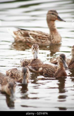 Concetto di maternità. Anatra selvatica con la sua duckings sulla superficie dell'acqua Foto Stock