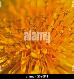 Macro di tarassaco (Taraxacum officinale) Foto Stock