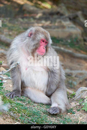 Neve, scimmia macaco giapponese, Kyoto, Giappone Foto Stock