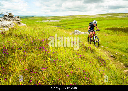 Mountain Biker passa di banca di erica e altri fiori selvatici in grande cicatrice Asby Riserva Naturale Nazionale Cumbria Foto Stock