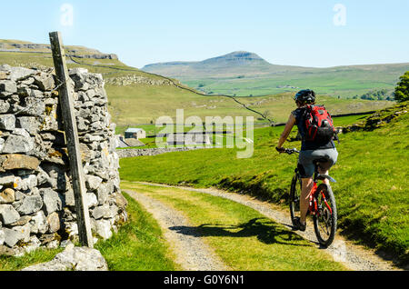 Woman mountain bike nelle vicinanze Austwick nel Yorkshire Dales National Park con Pen-y-Ghent sullo skyline Foto Stock