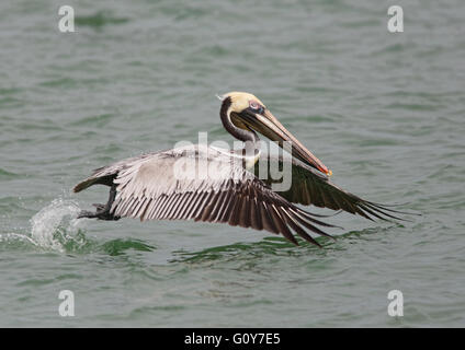 Pellicano marrone (Pelecanus occidentalis) prendendo il largo Foto Stock