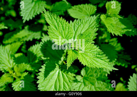 Ortica crescente nella campagna inglese Foto Stock