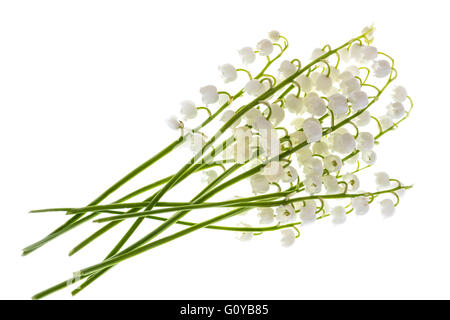 Gigli della valle su uno sfondo bianco. Foto Stock