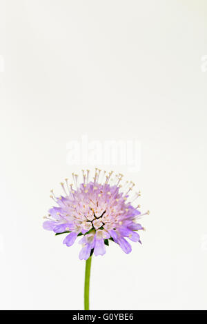 Scabious, Scabiosa, Scabiosa cultivar, Bellezza in natura, colore contemporaneo, Garden Cottage impianto, creativo, tagliate, fiore, fioritura estiva, Frost hardy, perenne, Puntaspilli Fiore, impianto, Stame, Studio Shot, Malva, bianco, Foto Stock