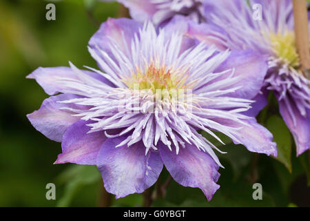 La clematide "fontana di cristallo", Clematis, Clematis "fontana di cristallo", "Fata Blue', la bellezza della natura, alpinista, Colore, Garden Cottage impianto, decidui, fiore, stagione di fioritura autunnale, a fioritura primaverile, Frost hardy, crescendo, all'aperto, perenne, pianta e stame, Malva, Foto Stock
