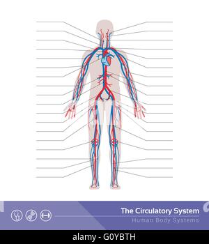 Sistema circolatorio o cardiovascolare corpo umano sistema Illustrazione medica Illustrazione Vettoriale