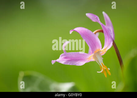 Erythronium, Erythronium revolutum, Mogano Fawn lily , bellezza in natura, lampadina, Costa fawn lily, Colore, contemporanea, Creative Dogtooth violetta, fiore, a fioritura primaverile, Frost hardy, crescendo, Nord America indigena, all'aperto, color pastello, perenne, Rosa fawn lily, pianta e stame, Millefiori, rosa, Foto Stock