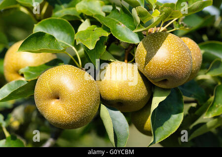 Pera, Nashi pera, Pyrus, Pyrus pyrifolia, mela pera, Asiatici Pera Nashi, la bellezza della natura, la Cina indigeni, Colore, colture, decidui, commestibile, a fioritura primaverile, alimento & bevanda, cibo e bevande fresche, Frost hardy, frutta, Estate fruttificazione, crescendo, Giappone indigeni, pera giapponese, Corea insigenous, coreano pera, natura, all'aperto, impianto, sabbia pera, Taiwan, Pear Tree, fiori selvatici, marrone, verde Foto Stock