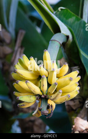 Banana 'Dwarf Cavendish', Musa, Musa acuminata 'Dwarf Cavendish', Asia indigeni, Bellezza in natura, colore commestibile, Evergreen, fioritura estiva, alimento & bevanda, cibo e bevande fresche, Frost offerta estate fruttificazione, crescendo, natura del Nord Australia indigeni, all'aperto, perenne, impianti di piante insolite, giallo Foto Stock