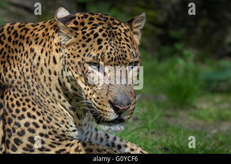 Leopardo dello Sri Lanka Foto Stock