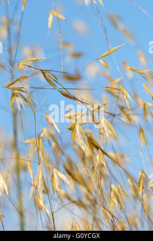 Golden avena, Stipa, Stipa gigantea, Asia indigeni, Bellezza in natura, Chileindigenous, Colore, fioritura estiva, fogliame, Frost hardy, gigante di erba in piuma, Erbe ornamentali, crescendo, natura, all'aperto, perenne, Impianti, Russia indigeni, impianto sostenibile, pianta selvatica, oro, blu, Foto Stock