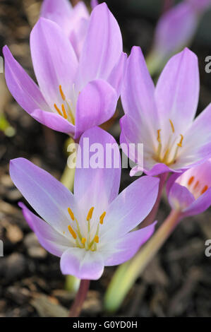 Crocus, Autunno crocus, Colchicum, Colchicum autumnale, la bellezza della natura, la lampadina, Colore, Europa indigeni, fiore, fioritura autunnale, Frost hardy, crescendo, Prato Zafferano, all'aperto, impianto, Stame, fiori selvatici, Malva, Foto Stock