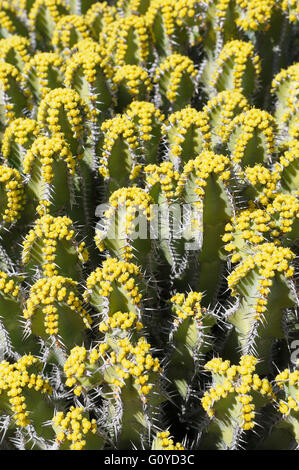 Euphorbia polyacantha, Euphorbia, Euphorbia polyacantha, la bellezza della natura, cactus, Colore, tolleranti alla siccità, Evergreen, a fioritura primaverile, crescendo, all'aperto, perenne, pianta e pungenti, succulenti, impianto sostenibile, verde Foto Stock