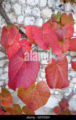 Vite, Vitis, Vitis coignetiae, la bellezza della natura, alpinista, colore rosso cremisi vite gloria, boschi di latifoglie, commestibili, fioritura estiva, fogliame, Frost hardy, frutta, Autunno fruttificazione, crescendo, Giappone indigeni, Corea indigeni, all'aperto, perenne, vegetali, sostenibile, piante di fiori selvatici, rosso Foto Stock