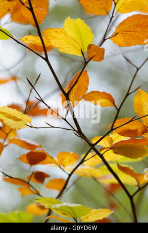 Il faggio, Fagus, Fagus sylvatica, fiore di Bach remedy, Bellezza in natura, Colore Faggio comune, creativo, boschi di latifoglie, commestibili, Europa indigeni, Faggio europeo, a fioritura primaverile, fogliame, Frost hardy, la coltivazione di erbe medicinali, utilizza, Outdoor, Impianti, albero, pianta selvatica, marrone, Foto Stock