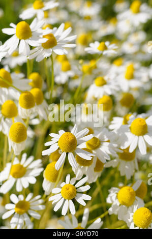 La camomilla, Chamaemelum, Chamaemelum cultivar, aromaterapia utilizza, Bellezza in natura, colore usi culinari, commestibili, fiore, fioritura estiva, Frost hardy, la coltivazione di erbe medicinali, usi, all'aperto, perenne, pianta e stame, bianco, Foto Stock