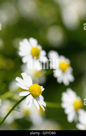 La camomilla, Tedesco, Matricaria, matricaria recutita, annuale, aromaterapia utilizza, Bellezza in natura, colore cosmetico e skincare utilizza, usi culinari, commestibili, Europa indigeni, fiore, fioritura estiva, Frost hardy, Tedesco camomilla, la coltivazione di erbe, utilizza omeopatici, Matricaria chamomilla, Matricaria Suaveolens, usi medicinali, all'aperto, impianto, Russia fiore nazionale, Stame, fiori selvatici, bianco, Foto Stock