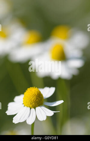 La camomilla, Tedesco, Matricaria, matricaria recutita, annuale, aromaterapia utilizza, Bellezza in natura, colore cosmetico e skincare utilizza, usi culinari, commestibili, Europa indigeni, fiore, fioritura estiva, Frost hardy, Tedesco camomilla, la coltivazione di erbe, utilizza omeopatici, Matricaria chamomilla, Matricaria Suaveolens, usi medicinali, all'aperto, impianto, Russia fiore nazionale, Stame, fiori selvatici, bianco, Foto Stock