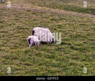 Una pecora pecora e agnello di pascolare su Isola di Heimaey nelle isole Westman arcipelago. Portata in Islanda da i primi coloni, Icelandic Sheep sono stati allevati per migliaia di anni in un ambiente molto ostico e sono efficienti erbivori. Il 3° agosto 2015. La razza è uno dei Northern European short-tailed pecore. © Arnold Drapkin/ZUMA filo/Alamy Live News Foto Stock