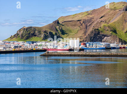 3 agosto 2015 - Il porto naturale di Isola di Heimaey, riparato da torreggianti scogliere, la più grande e unica isola abitata in Westman arcipelago delle Isole (gruppo Vestmannaeyjar), sparsi al largo della costa meridionale dell'Islanda. Nel 1973, il flusso di lava del vicino vulcano Eldfell distrutto metà della città e ha minacciato di chiudere il porto e la sua principale fonte di reddito. Dipende dalla sua industria della pesca, ma nota per la sua popolazione di uccelli marini, turismo e bird watching sono un settore in crescita dell'economia di Heimaey come Islanda diventa una destinazione preferita dai turisti. © Arnold Drapkin/ZUMA filo/Alamy Live News Foto Stock