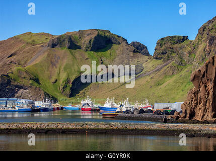 3 agosto 2015 - Il porto naturale di Isola di Heimaey, riparato da torreggianti scogliere, la più grande e unica isola abitata in Westman arcipelago delle Isole (gruppo Vestmannaeyjar), sparsi al largo della costa meridionale dell'Islanda. Nel 1973, il flusso di lava del vicino vulcano Eldfell distrutto metà della città e ha minacciato di chiudere il porto e la sua principale fonte di reddito. Dipende dalla sua industria della pesca, ma nota per la sua popolazione di uccelli marini, turismo e bird watching sono un settore in crescita dell'economia di Heimaey come Islanda diventa una destinazione preferita dai turisti. © Arnold Drapkin/ZUMA filo/Alamy Live News Foto Stock