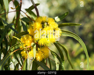 West Australian mallee Illyarrie tree eucalyptus erythrocorys in autunno di Bloom con red tappate grandi boccioli e fiori di colore giallo Foto Stock