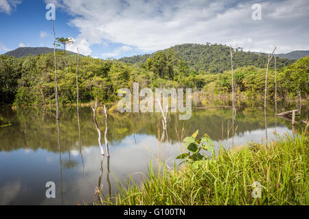 Secondaria - o di recente - paesaggio della foresta pluviale nel nord del Sabah, Malaysian Borneo. Foto Stock