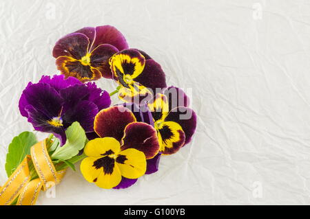 Freschi fiori violacei profumo sul tessuto bianco Foto Stock