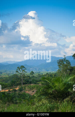 Vista della giungla secondaria (Foresta pluviale) e le piantagioni di palma da olio attraverso Sabah, Malesia Borneo Foto Stock