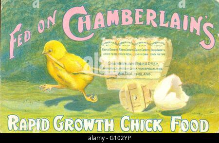 Chromolithographed Cartolina pubblicitaria per il ciambellano del cibo di pulcino Foto Stock