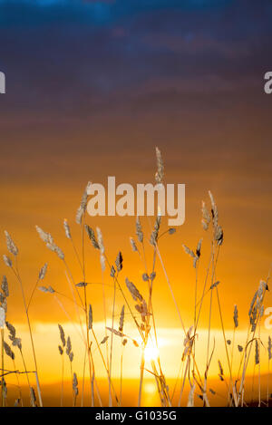 Splendido tramonto sulla costa di ballybunion selvaggio con erba alta sul selvaggio modo atlantico Foto Stock