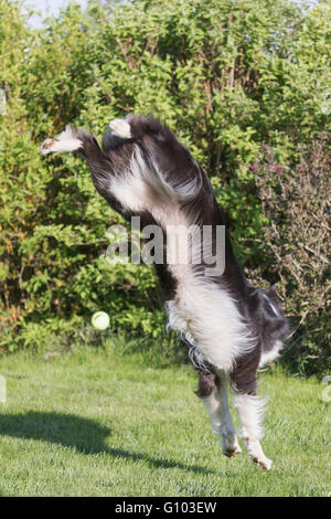 Border Collie sta facendo un handstand durante un salto. La sfera gialla è caduta accanto a lui sul prato, Foto Stock