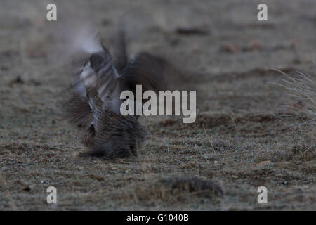 Una coppia di maschio maggiore sage grouse (Centrocercus urophasianus) combattere fuori su un lek. Foto Stock
