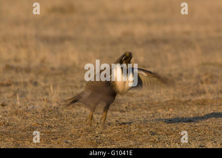 Sto outta here. Un maschio maggiore sage grouse (Centrocercus urophasianus) salta in aria dal lek. Foto Stock