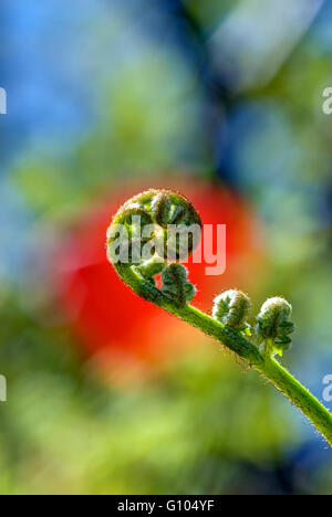 Un giovane Fern si sviluppa lungo il Rapporto Aureo spirale nei primi mesi della primavera contro uno sfondo colorato Foto Stock
