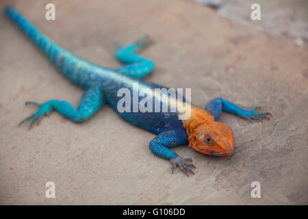 Orange intitolata Agama Lizard Foto Stock