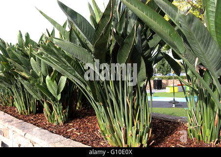 Strelitzia reginae o noto anche gli uccelli del paradiso impianti di maturazione Foto Stock