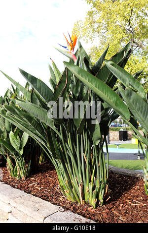 Strelitzia reginae o noto anche gli uccelli del paradiso impianto di maturazione Foto Stock