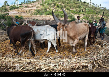 Raccolta del sorgo in Etiopia Foto Stock