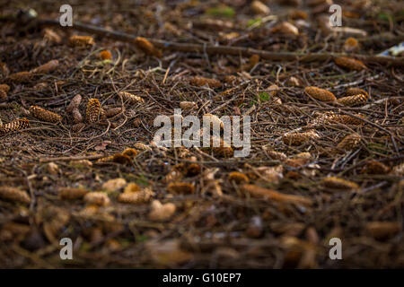 Coni giacente sul suolo della foresta Foto Stock