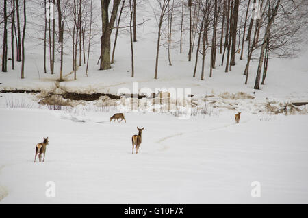 Tre White-tailed cervi camminare tranquillamente sulla neve Foto Stock