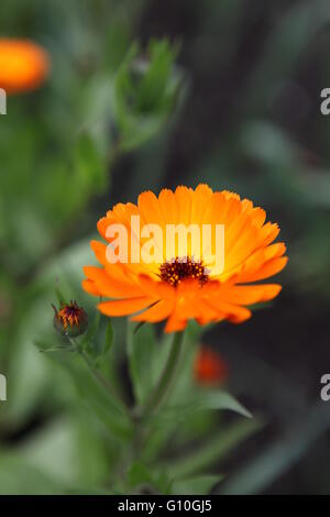 Orange Gerber margherite in un paese irlandese giardino, Irlanda Foto Stock