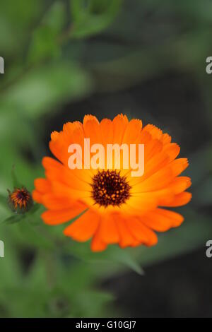 Orange Gerber margherite in un paese irlandese giardino, Irlanda Foto Stock