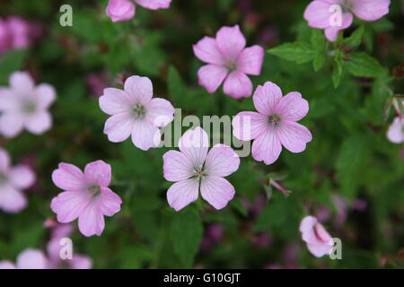 Delizia, luce, piccoli fiori viola nel Parco nazionale di Glenveagh Foto Stock