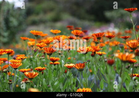 Orange Gerber margherite in un paese irlandese giardino, Irlanda Foto Stock
