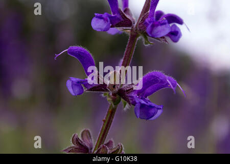 Millefiori blu, vicino sul fondo sfocato Foto Stock