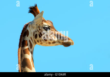 Ritratto di una giovane giraffa Foto Stock